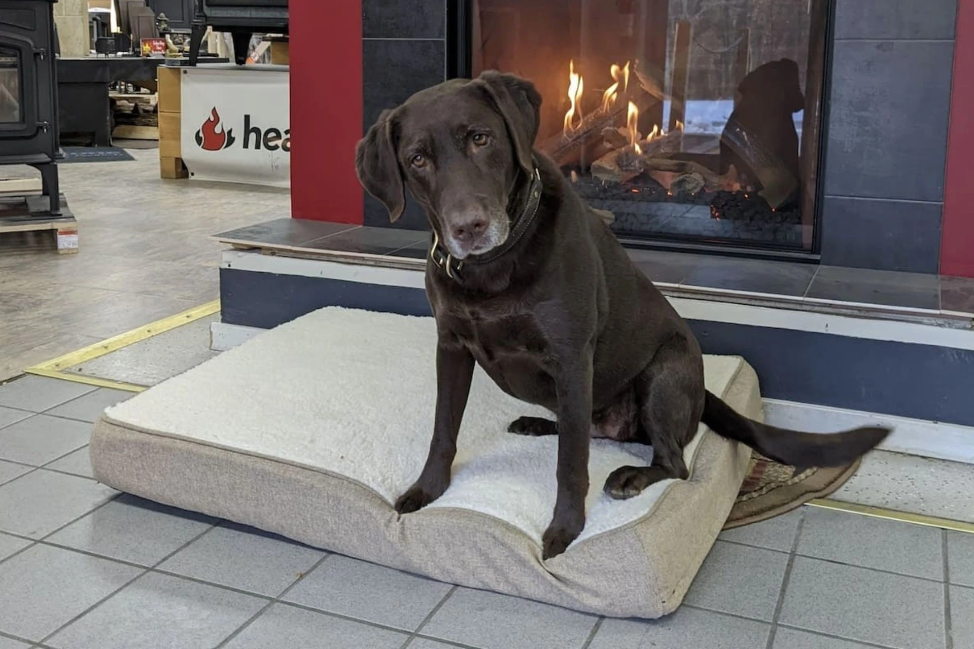 Our dog will welcome you when you visit our showroom!